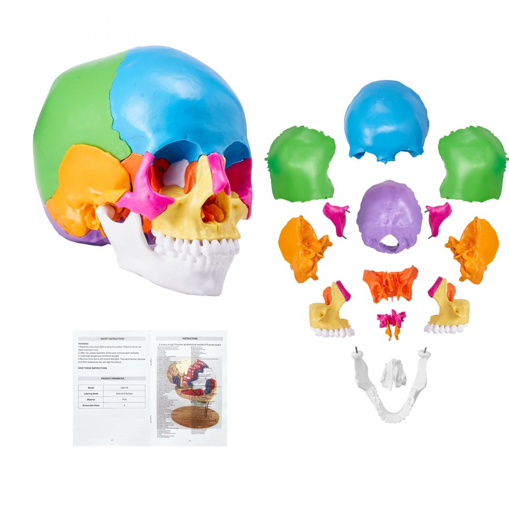 VEVOR Human Skull Model, 22 Parts Human Skull Anatomy, Life-Size Painted Anatomy Skull Model, PVC Anatomical Skull, Detachable Learning Skull Model, for Professional Teaching, Researching and Learning 