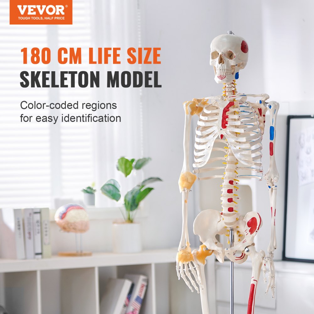 VEVOR Human Skeleton Model for Anatomy, 71.65" Life Size, Accurate PVC Anatomy Skeleton Model with Ligaments, Movable Arms, Legs & Jaw, with Muscle Origin & Insertion Points, for Professional Teaching 