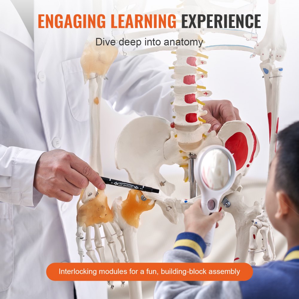 VEVOR Human Skeleton Model for Anatomy, 71.65" Life Size, Accurate PVC Anatomy Skeleton Model with Ligaments, Movable Arms, Legs & Jaw, with Muscle Origin & Insertion Points, for Professional Teaching 