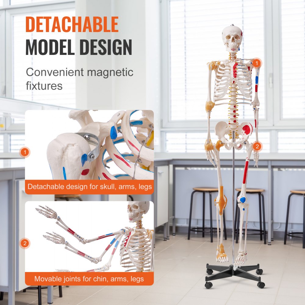 VEVOR Human Skeleton Model for Anatomy, 71.65" Life Size, Accurate PVC Anatomy Skeleton Model with Ligaments, Movable Arms, Legs & Jaw, with Muscle Origin & Insertion Points, for Professional Teaching 