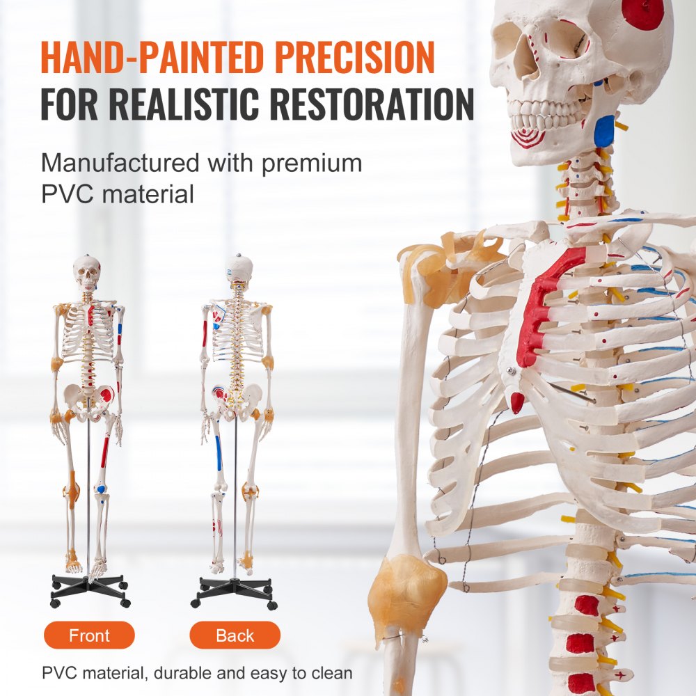 VEVOR Human Skeleton Model for Anatomy, 71.65" Life Size, Accurate PVC Anatomy Skeleton Model with Ligaments, Movable Arms, Legs & Jaw, with Muscle Origin & Insertion Points, for Professional Teaching 