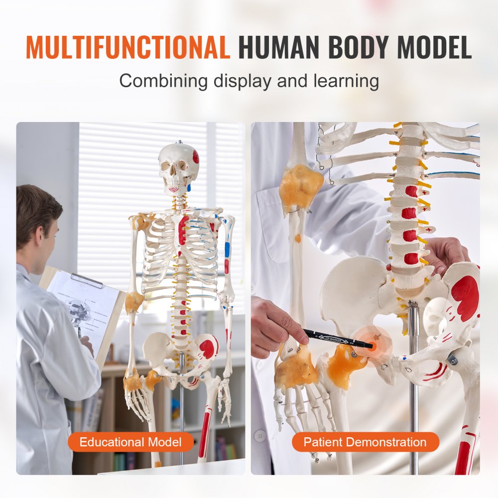 VEVOR Human Skeleton Model for Anatomy, 71.65" Life Size, Accurate PVC Anatomy Skeleton Model with Ligaments, Movable Arms, Legs & Jaw, with Muscle Origin & Insertion Points, for Professional Teaching 