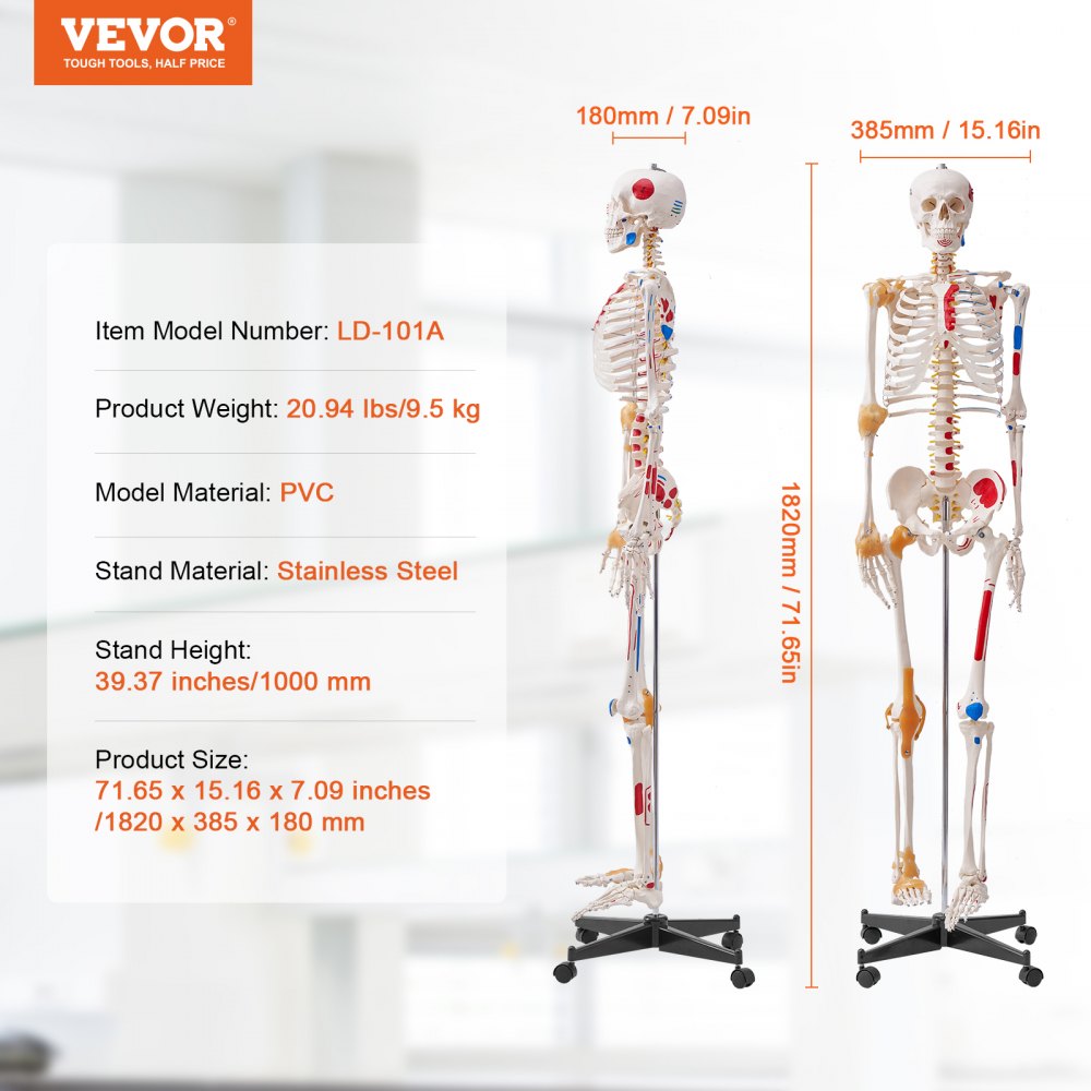 VEVOR Human Skeleton Model for Anatomy, 71.65" Life Size, Accurate PVC Anatomy Skeleton Model with Ligaments, Movable Arms, Legs & Jaw, with Muscle Origin & Insertion Points, for Professional Teaching 