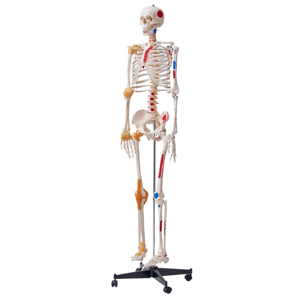 VEVOR Human Skeleton Model for Anatomy, 71.65" Life Size, Accurate PVC Anatomy Skeleton Model with Ligaments, Movable Arms, Legs & Jaw, with Muscle Origin & Insertion Points, for Professional Teaching 