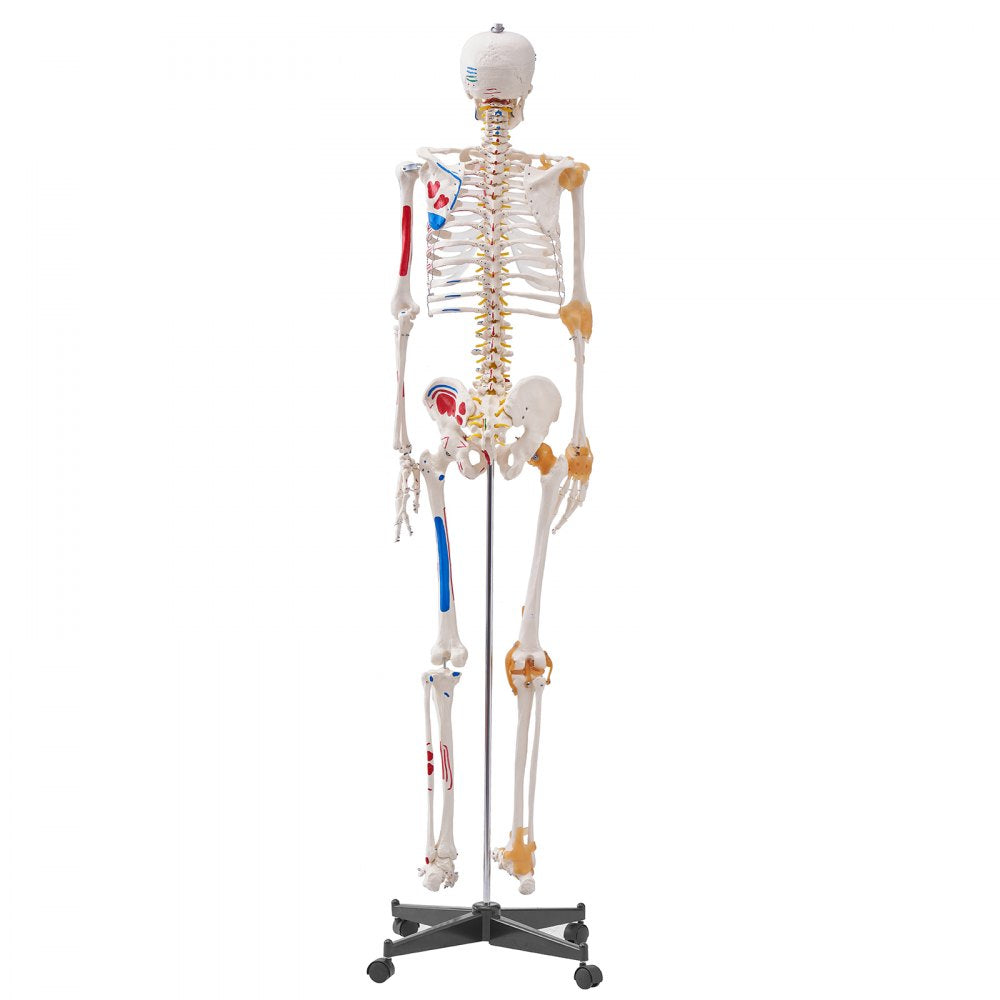 VEVOR Human Skeleton Model for Anatomy, 71.65" Life Size, Accurate PVC Anatomy Skeleton Model with Ligaments, Movable Arms, Legs & Jaw, with Muscle Origin & Insertion Points, for Professional Teaching 