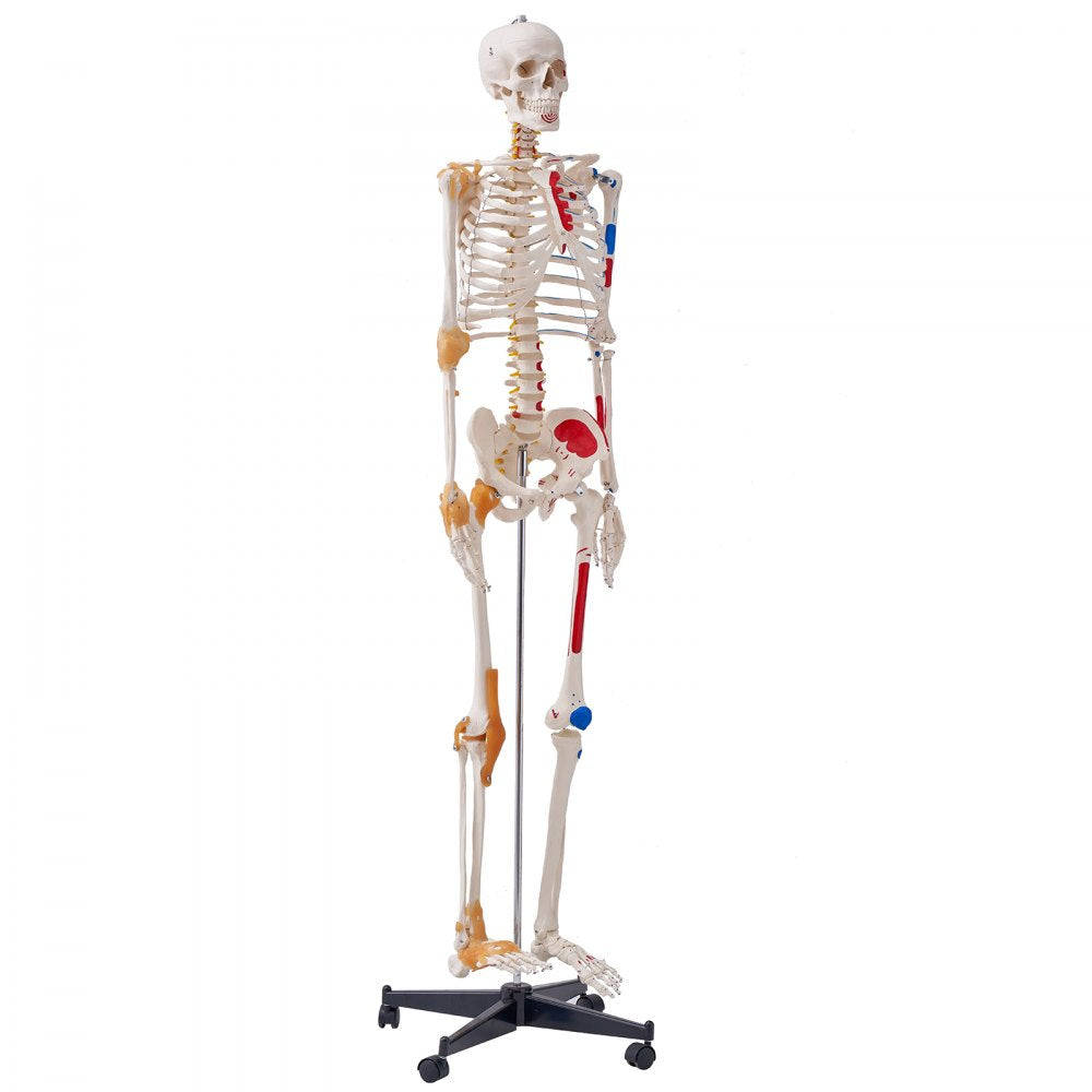 VEVOR Human Skeleton Model for Anatomy, 71.65" Life Size, Accurate PVC Anatomy Skeleton Model with Ligaments, Movable Arms, Legs & Jaw, with Muscle Origin & Insertion Points, for Professional Teaching 