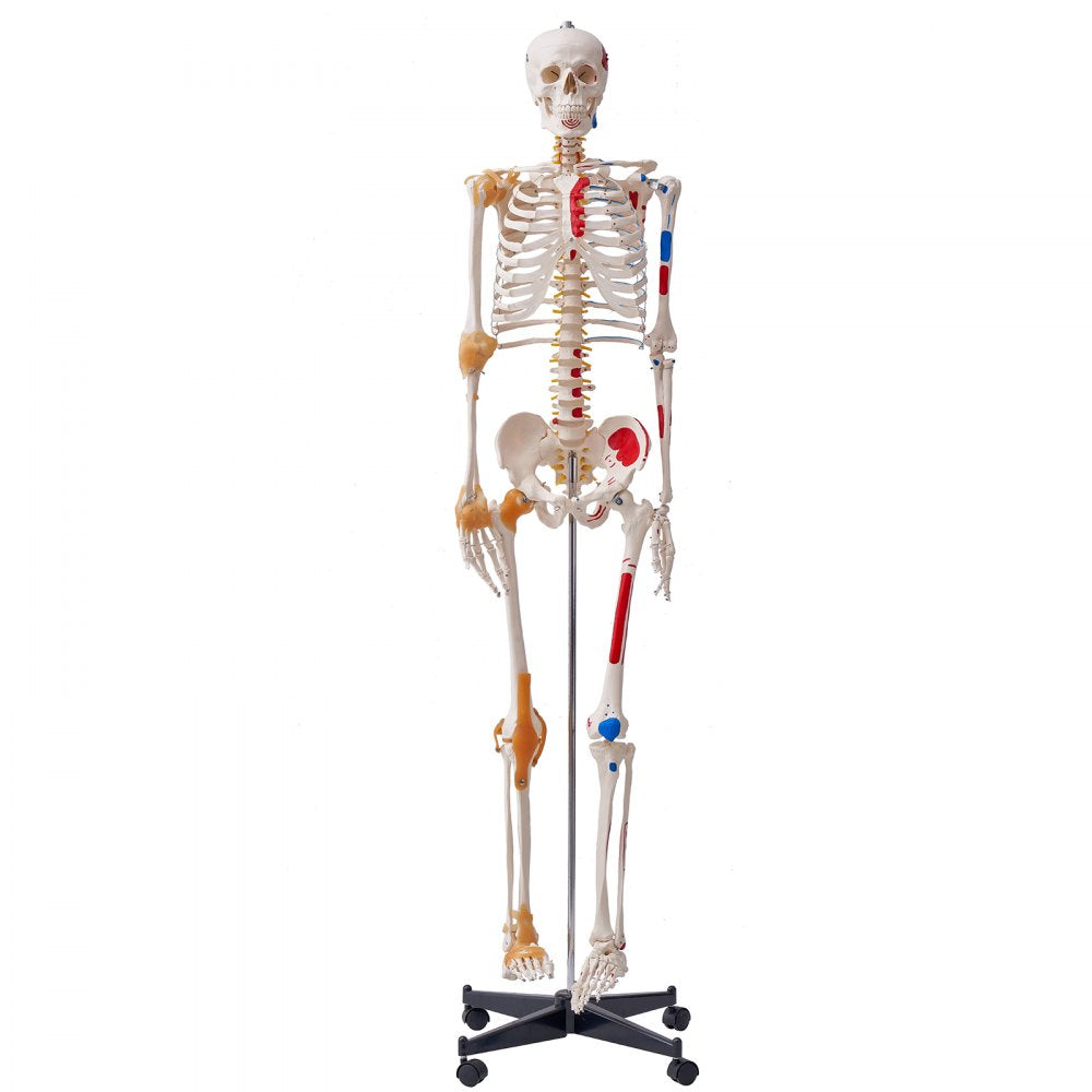 VEVOR Human Skeleton Model for Anatomy, 71.65" Life Size, Accurate PVC Anatomy Skeleton Model with Ligaments, Movable Arms, Legs & Jaw, with Muscle Origin & Insertion Points, for Professional Teaching 