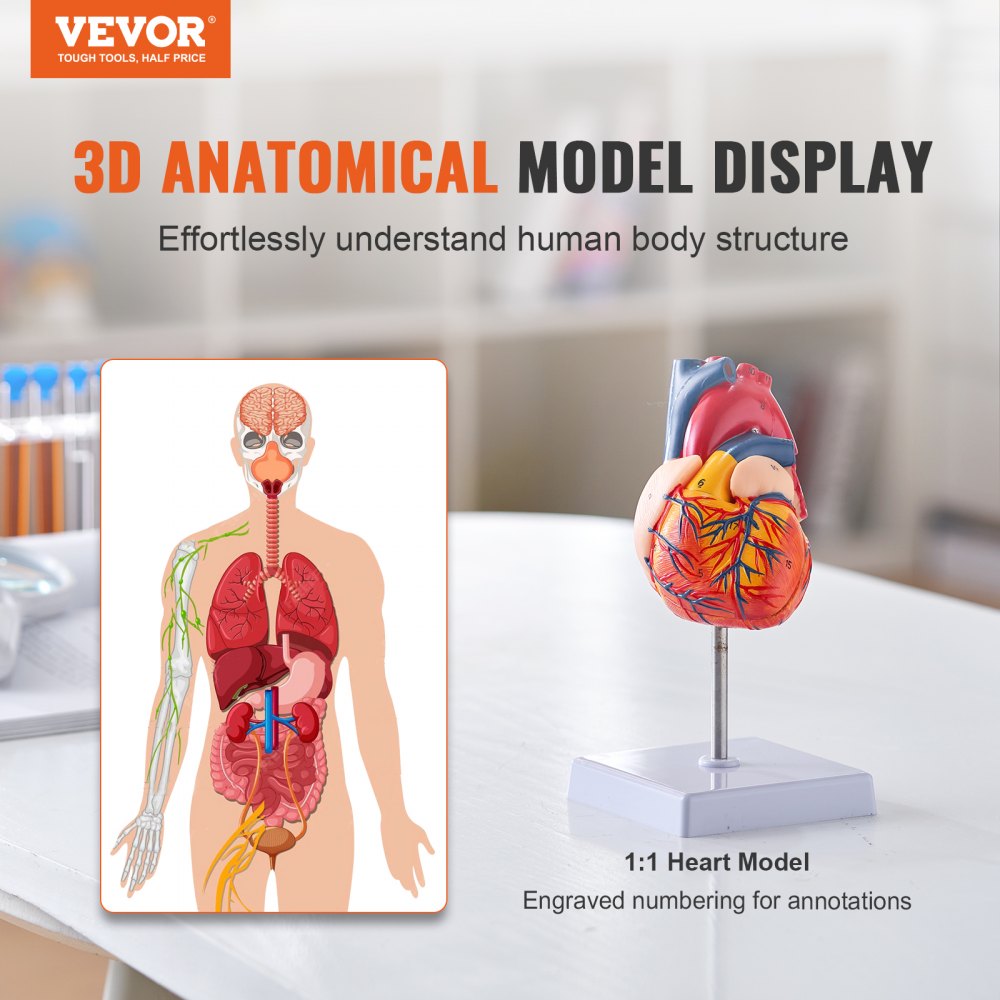 VEVOR Human Heart Model, 2-Part 1:1 Life Size, Anatomically Accurate Numbered Anatomical Heart Model with Anatomically Correct Structures, Magnetic Design, Held Together on Display Base for Learning 