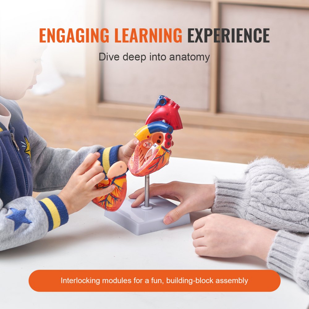VEVOR Human Heart Model, 2-Part 1:1 Life Size, Anatomically Accurate Numbered Anatomical Heart Model with Anatomically Correct Structures, Magnetic Design, Held Together on Display Base for Learning 