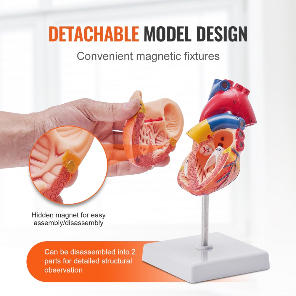 VEVOR Human Heart Model, 2-Part 1:1 Life Size, Anatomically Accurate Numbered Anatomical Heart Model with Anatomically Correct Structures, Magnetic Design, Held Together on Display Base for Learning 