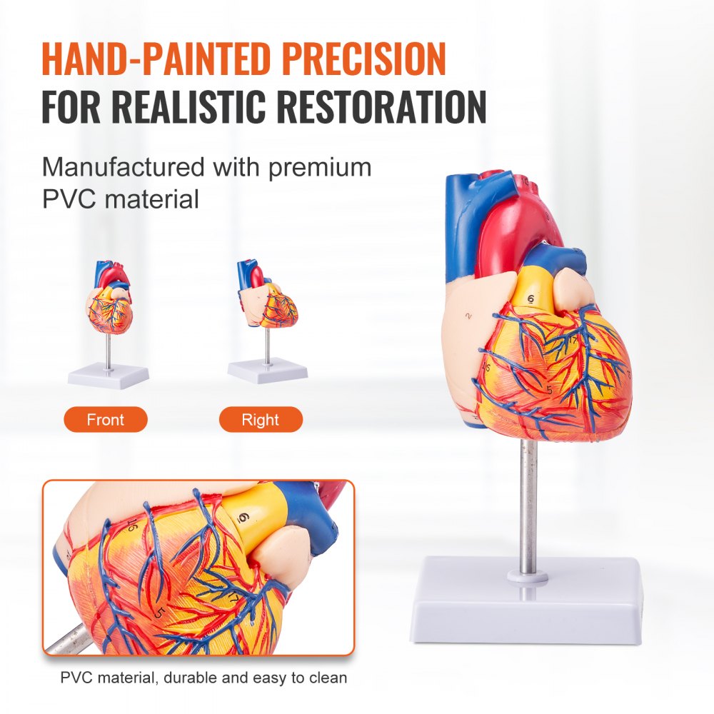 VEVOR Human Heart Model, 2-Part 1:1 Life Size, Anatomically Accurate Numbered Anatomical Heart Model with Anatomically Correct Structures, Magnetic Design, Held Together on Display Base for Learning 