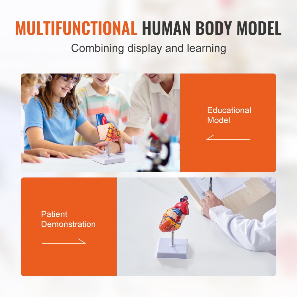 VEVOR Human Heart Model, 2-Part 1:1 Life Size, Anatomically Accurate Numbered Anatomical Heart Model with Anatomically Correct Structures, Magnetic Design, Held Together on Display Base for Learning 