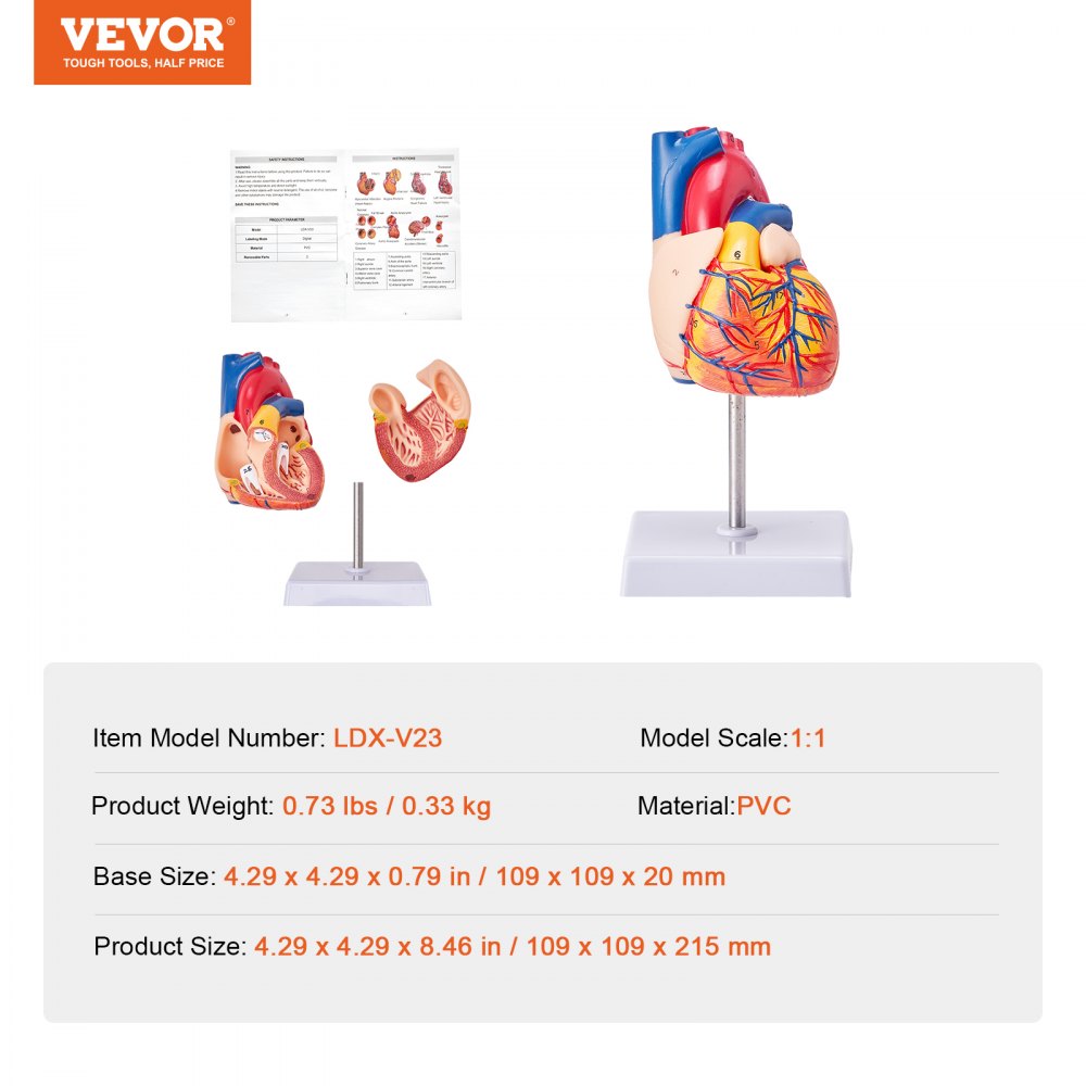 VEVOR Human Heart Model, 2-Part 1:1 Life Size, Anatomically Accurate Numbered Anatomical Heart Model with Anatomically Correct Structures, Magnetic Design, Held Together on Display Base for Learning 