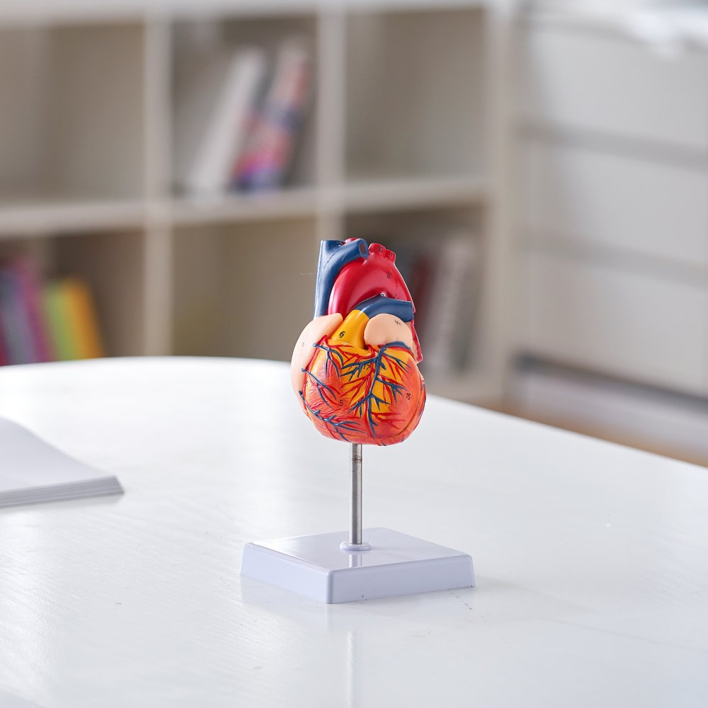 VEVOR Human Heart Model, 2-Part 1:1 Life Size, Anatomically Accurate Numbered Anatomical Heart Model with Anatomically Correct Structures, Magnetic Design, Held Together on Display Base for Learning 