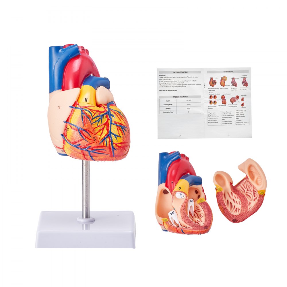 VEVOR Human Heart Model, 2-Part 1:1 Life Size, Anatomically Accurate Numbered Anatomical Heart Model with Anatomically Correct Structures, Magnetic Design, Held Together on Display Base for Learning 