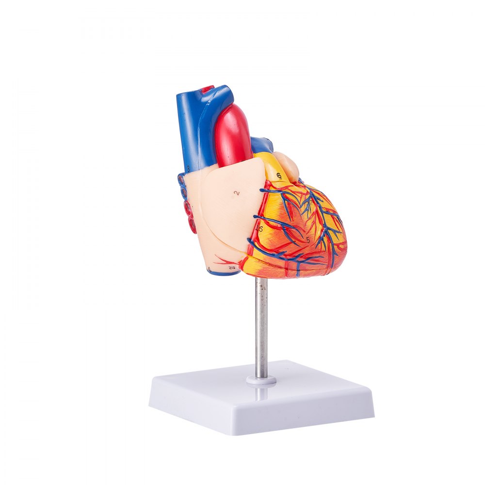 VEVOR Human Heart Model, 2-Part 1:1 Life Size, Anatomically Accurate Numbered Anatomical Heart Model with Anatomically Correct Structures, Magnetic Design, Held Together on Display Base for Learning 
