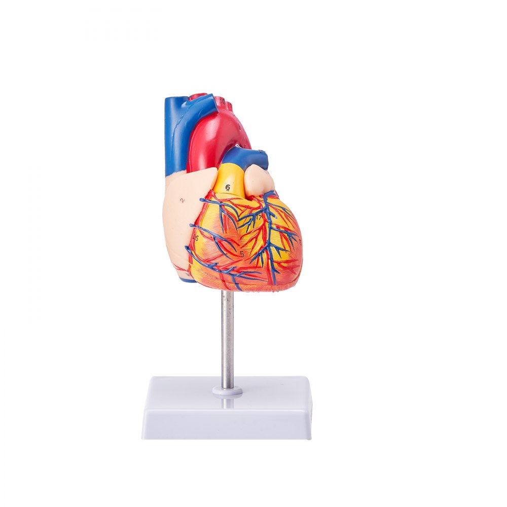 VEVOR Human Heart Model, 2-Part 1:1 Life Size, Anatomically Accurate Numbered Anatomical Heart Model with Anatomically Correct Structures, Magnetic Design, Held Together on Display Base for Learning 