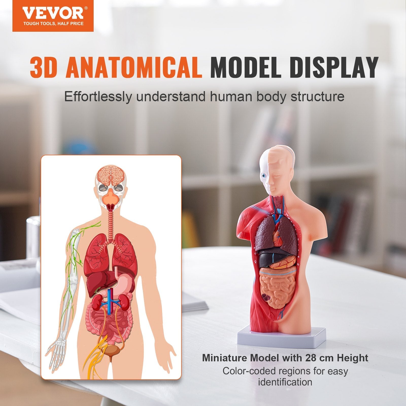VEVOR Human Body Model, 15 Parts 11 inch, Human Torso Anatomy Model Anatomical Skeleton Model with Removable Organs, Educational Teaching Tool for Students Science Learning School Education Display 