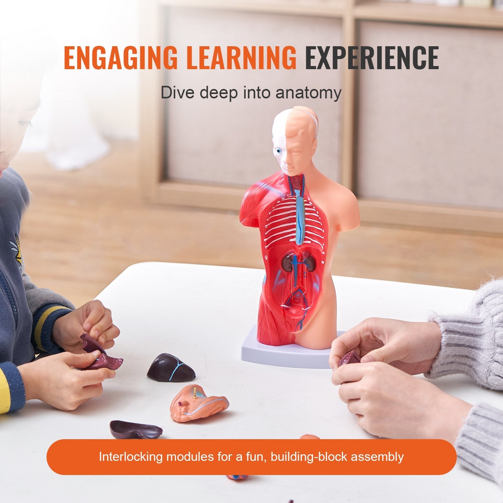 VEVOR Human Body Model, 15 Parts 11 inch, Human Torso Anatomy Model Anatomical Skeleton Model with Removable Organs, Educational Teaching Tool for Students Science Learning School Education Display 