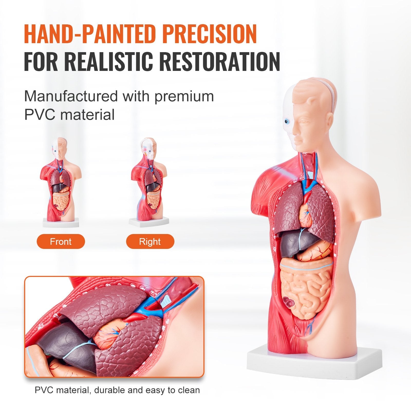 VEVOR Human Body Model, 15 Parts 11 inch, Human Torso Anatomy Model Anatomical Skeleton Model with Removable Organs, Educational Teaching Tool for Students Science Learning School Education Display 