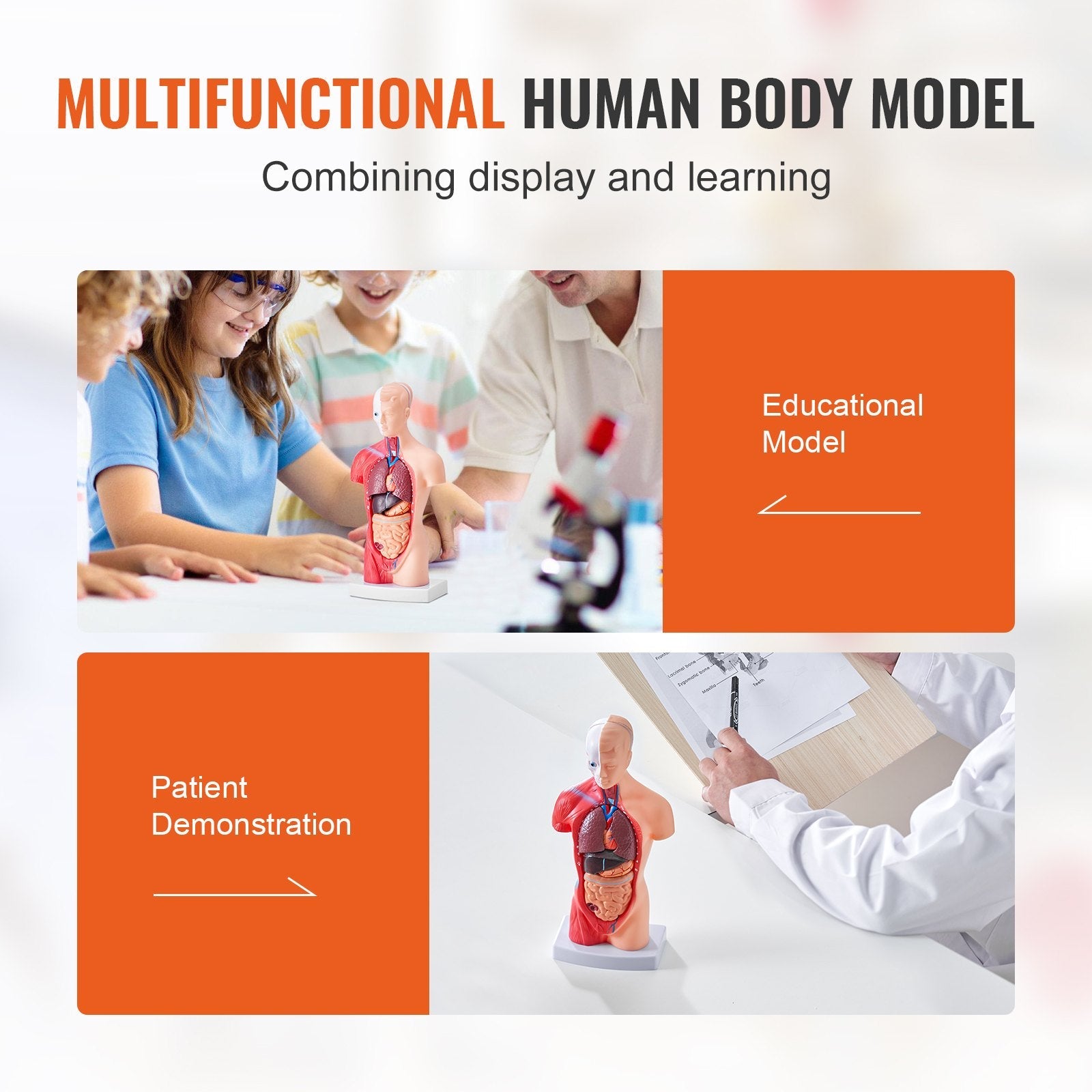 VEVOR Human Body Model, 15 Parts 11 inch, Human Torso Anatomy Model Anatomical Skeleton Model with Removable Organs, Educational Teaching Tool for Students Science Learning School Education Display 