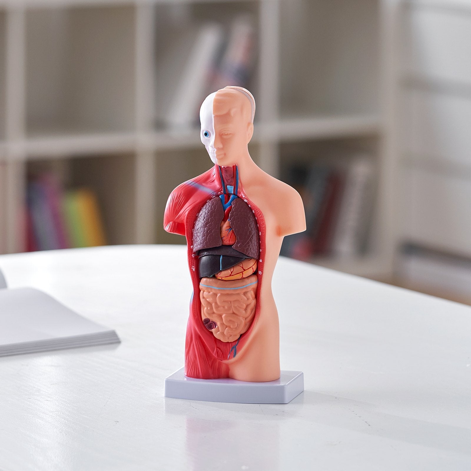 VEVOR Human Body Model, 15 Parts 11 inch, Human Torso Anatomy Model Anatomical Skeleton Model with Removable Organs, Educational Teaching Tool for Students Science Learning School Education Display 