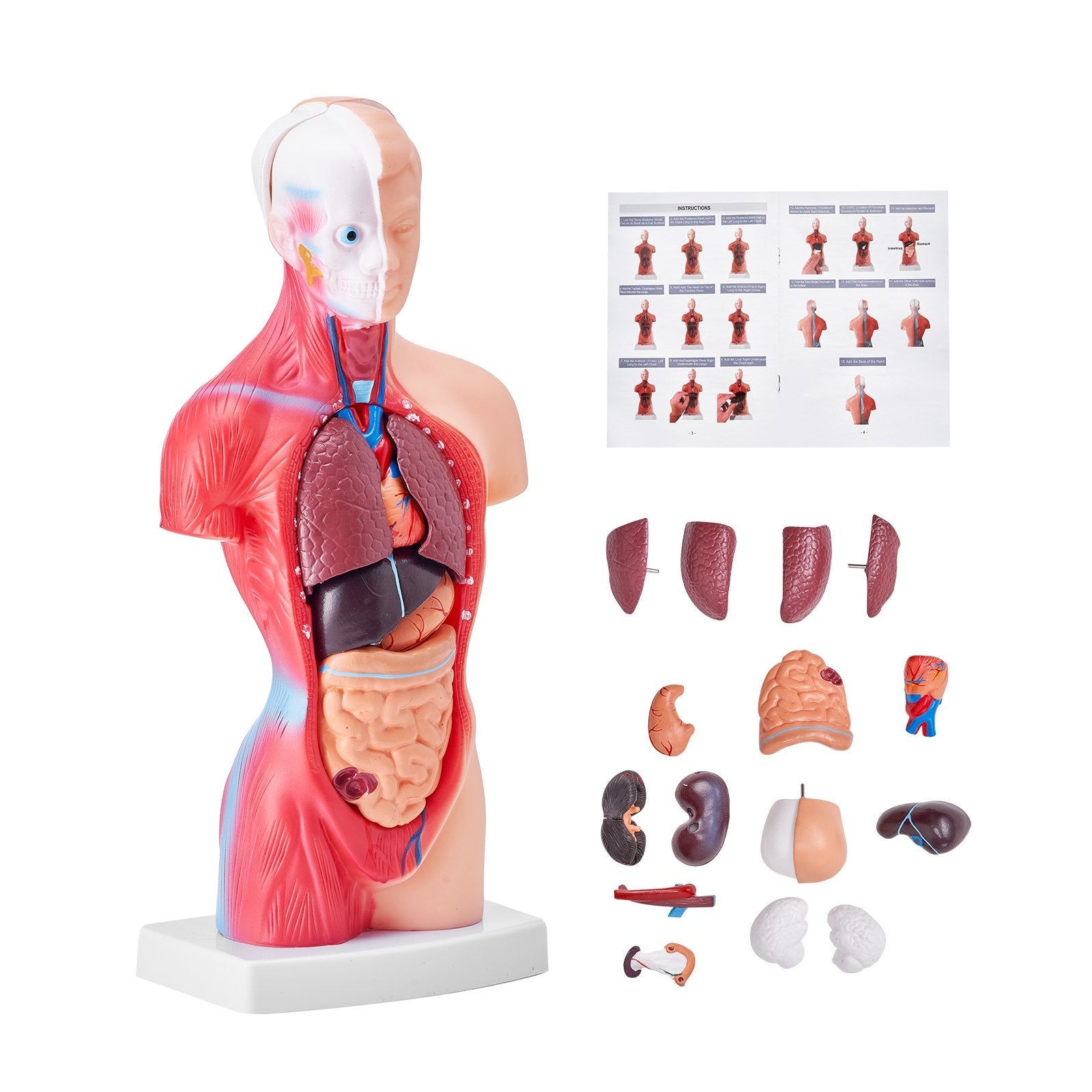 VEVOR Human Body Model, 15 Parts 11 inch, Human Torso Anatomy Model Anatomical Skeleton Model with Removable Organs, Educational Teaching Tool for Students Science Learning School Education Display 