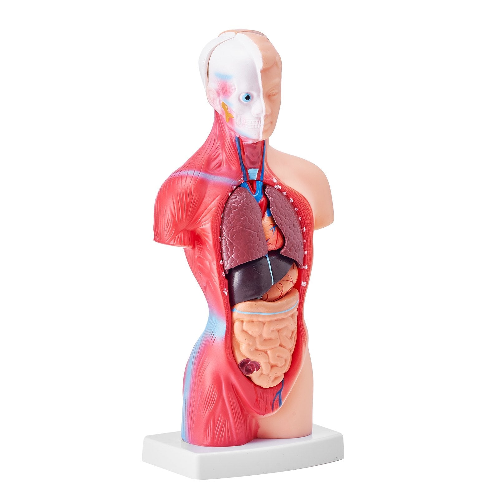 VEVOR Human Body Model, 15 Parts 11 inch, Human Torso Anatomy Model Anatomical Skeleton Model with Removable Organs, Educational Teaching Tool for Students Science Learning School Education Display 
