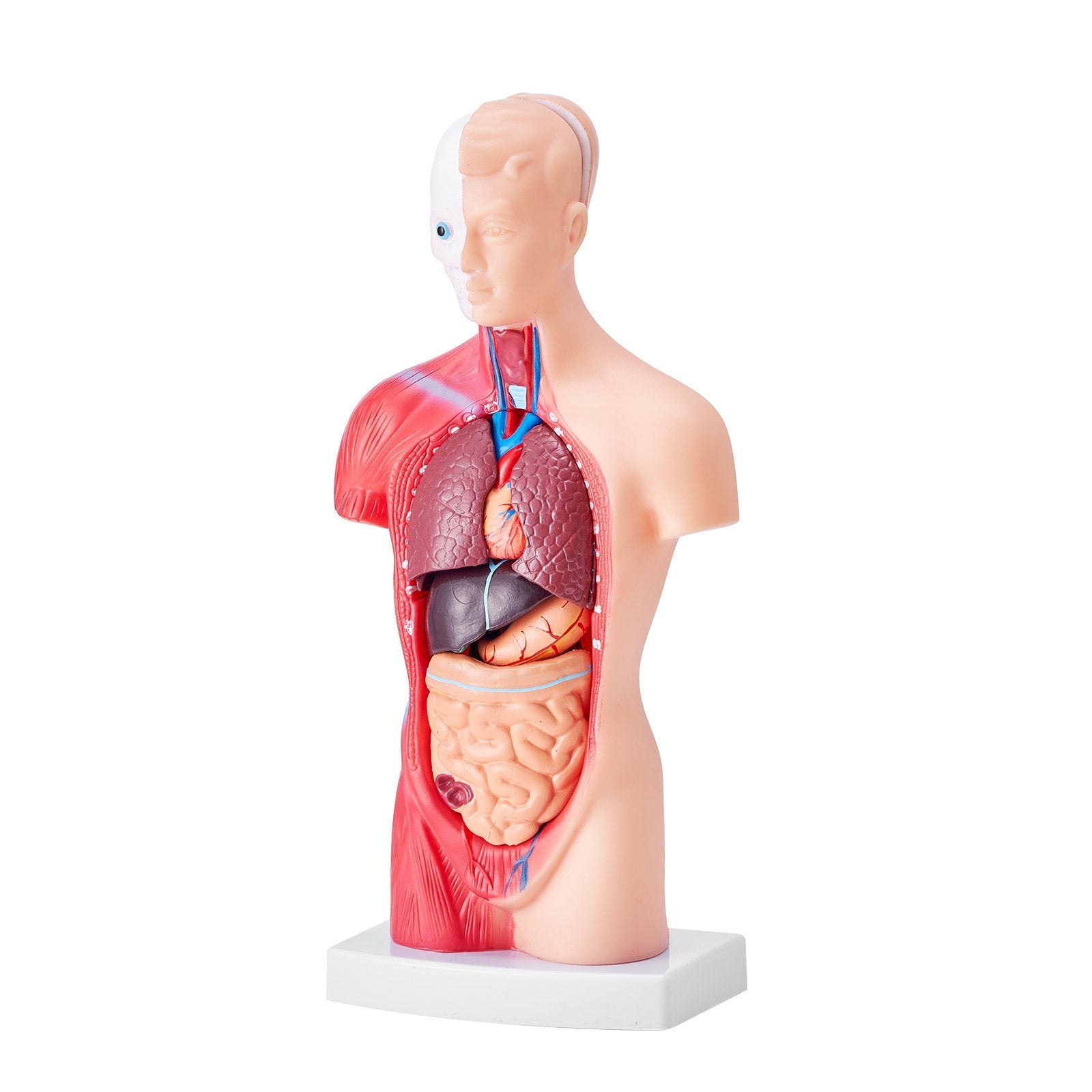 VEVOR Human Body Model, 15 Parts 11 inch, Human Torso Anatomy Model Anatomical Skeleton Model with Removable Organs, Educational Teaching Tool for Students Science Learning School Education Display 