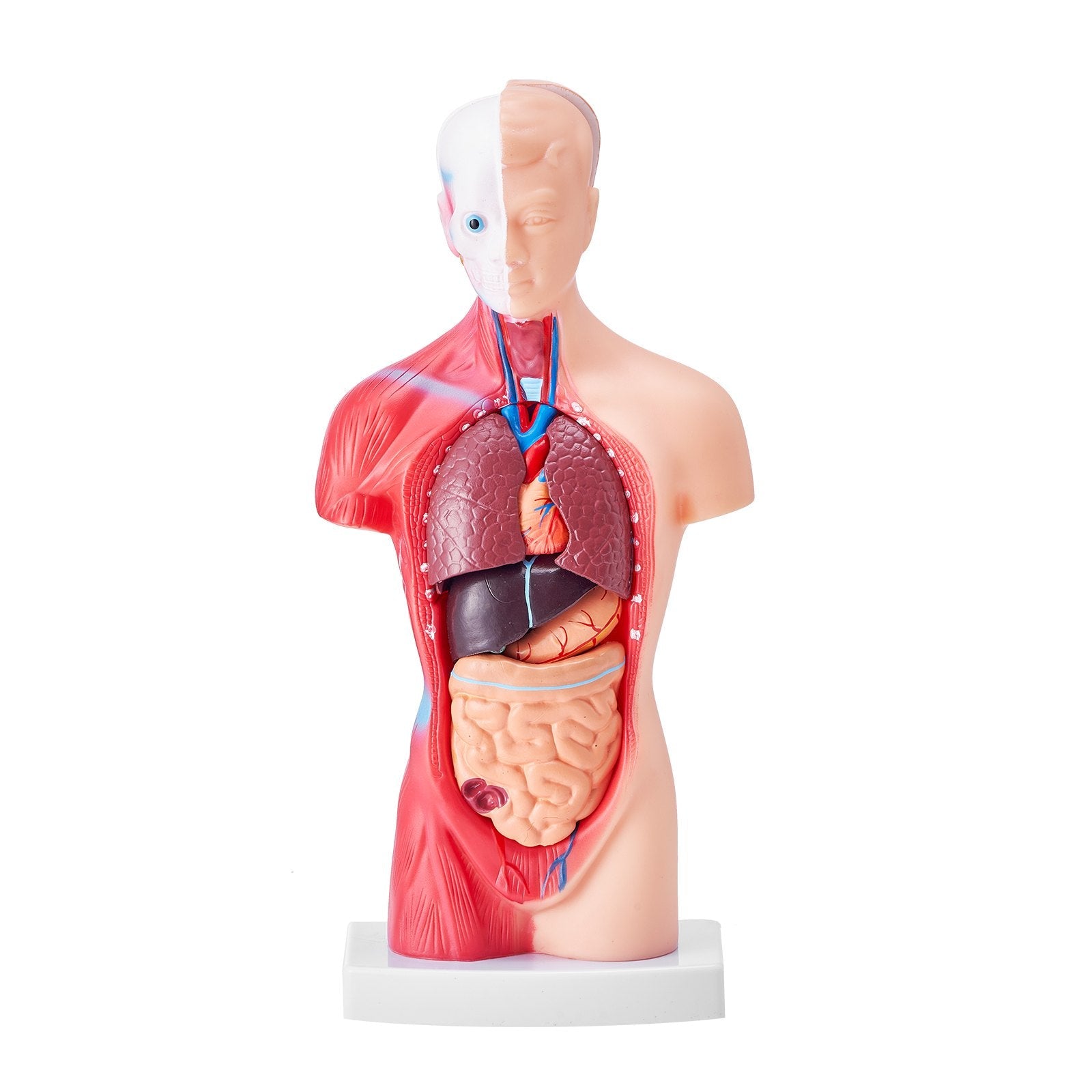 VEVOR Human Body Model, 15 Parts 11 inch, Human Torso Anatomy Model Anatomical Skeleton Model with Removable Organs, Educational Teaching Tool for Students Science Learning School Education Display 