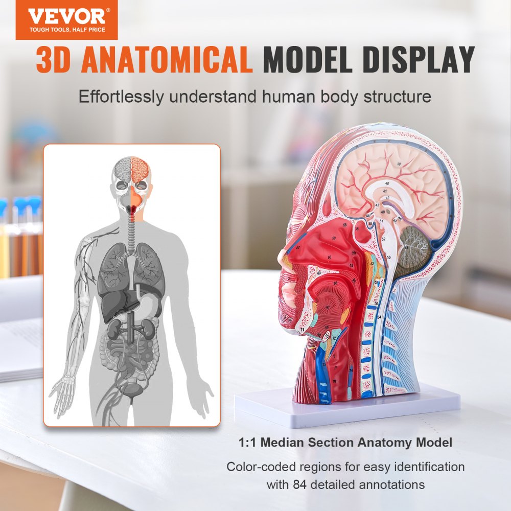 VEVOR Human Half Head Superficial Neurovascular Model with Musculature, 1:1 Life Size Anatomical Head Neck Model Skull and Brain for Professional Teaching Learning, Kids Learning Education Display 