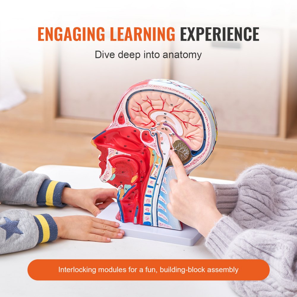 VEVOR Human Half Head Superficial Neurovascular Model with Musculature, 1:1 Life Size Anatomical Head Neck Model Skull and Brain for Professional Teaching Learning, Kids Learning Education Display 