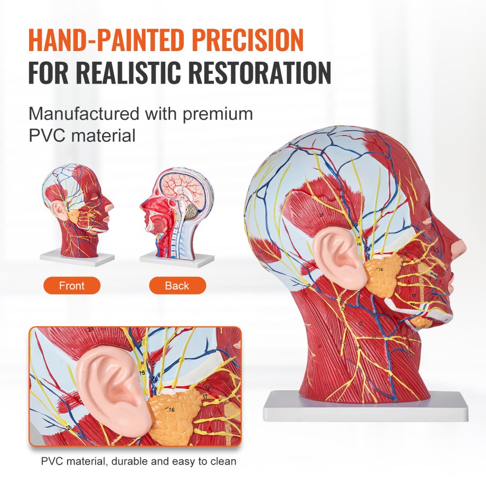 VEVOR Human Half Head Superficial Neurovascular Model with Musculature, 1:1 Life Size Anatomical Head Neck Model Skull and Brain for Professional Teaching Learning, Kids Learning Education Display 