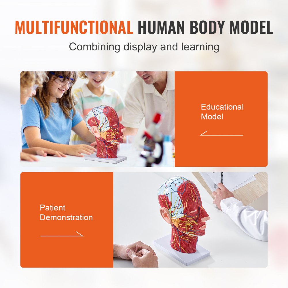 VEVOR Human Half Head Superficial Neurovascular Model with Musculature, 1:1 Life Size Anatomical Head Neck Model Skull and Brain for Professional Teaching Learning, Kids Learning Education Display 