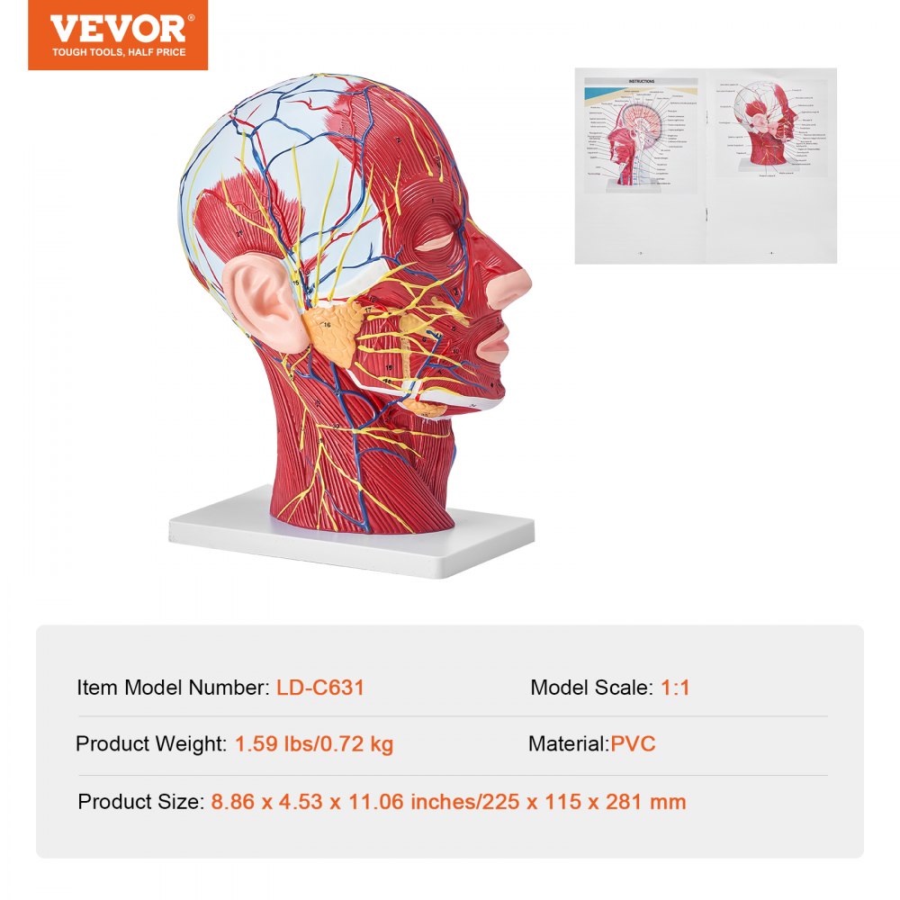VEVOR Human Half Head Superficial Neurovascular Model with Musculature, 1:1 Life Size Anatomical Head Neck Model Skull and Brain for Professional Teaching Learning, Kids Learning Education Display 