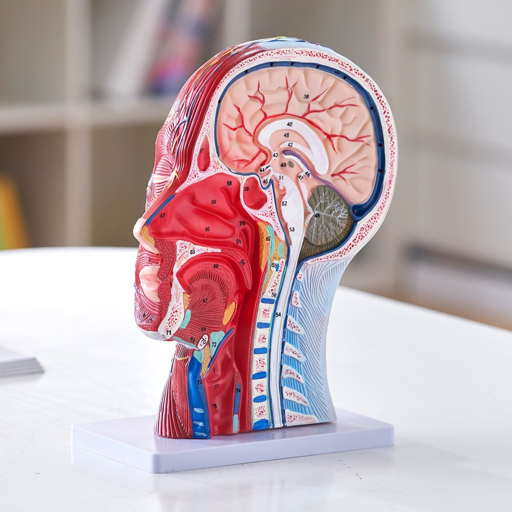 VEVOR Human Half Head Superficial Neurovascular Model with Musculature, 1:1 Life Size Anatomical Head Neck Model Skull and Brain for Professional Teaching Learning, Kids Learning Education Display 