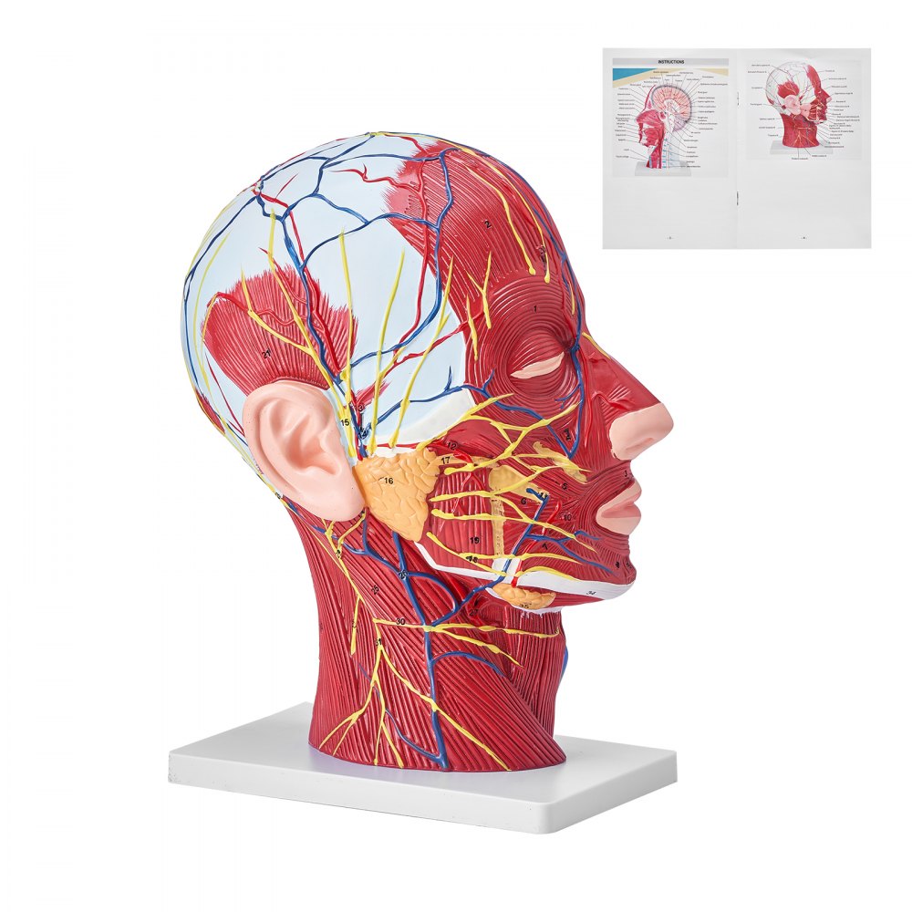 VEVOR Human Half Head Superficial Neurovascular Model with Musculature, 1:1 Life Size Anatomical Head Neck Model Skull and Brain for Professional Teaching Learning, Kids Learning Education Display 