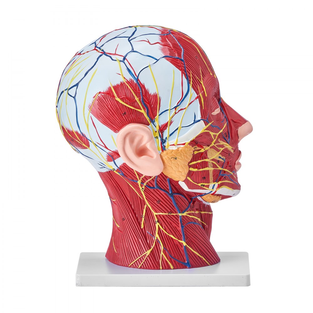 VEVOR Human Half Head Superficial Neurovascular Model with Musculature, 1:1 Life Size Anatomical Head Neck Model Skull and Brain for Professional Teaching Learning, Kids Learning Education Display 