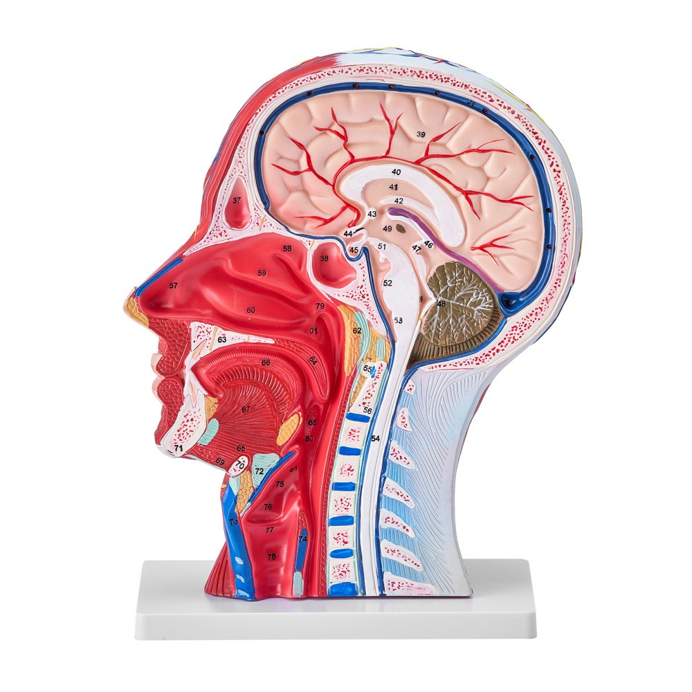 VEVOR Human Half Head Superficial Neurovascular Model with Musculature, 1:1 Life Size Anatomical Head Neck Model Skull and Brain for Professional Teaching Learning, Kids Learning Education Display 
