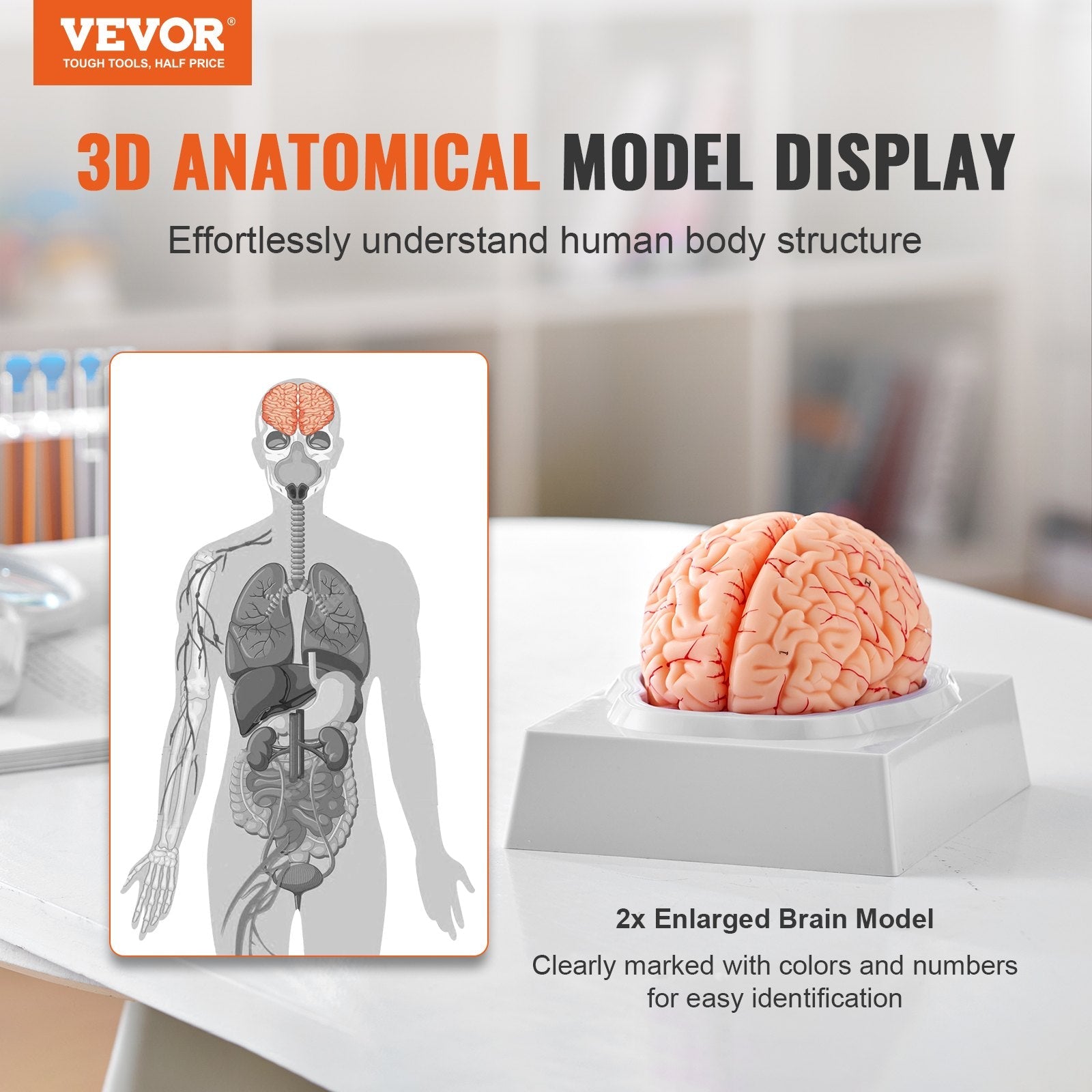 VEVOR Human Brain Model Anatomy, 1:1 Life-Size 9-Part Human Brain Anatomical Model with Labels & Display Base, Detachable Brain Model for Science Research Teaching Learning Classroom Study Display 