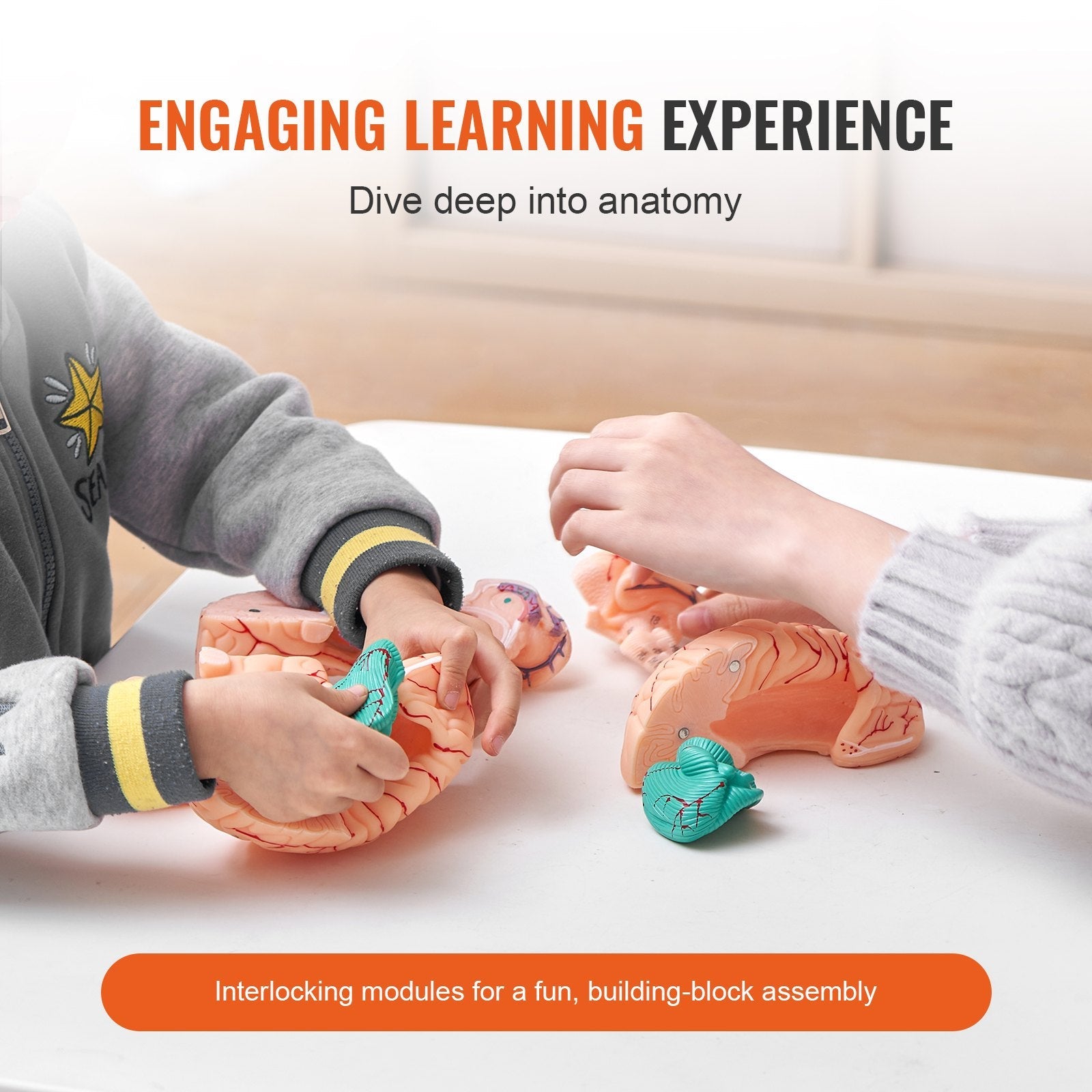 VEVOR Human Brain Model Anatomy, 1:1 Life-Size 9-Part Human Brain Anatomical Model with Labels & Display Base, Detachable Brain Model for Science Research Teaching Learning Classroom Study Display 