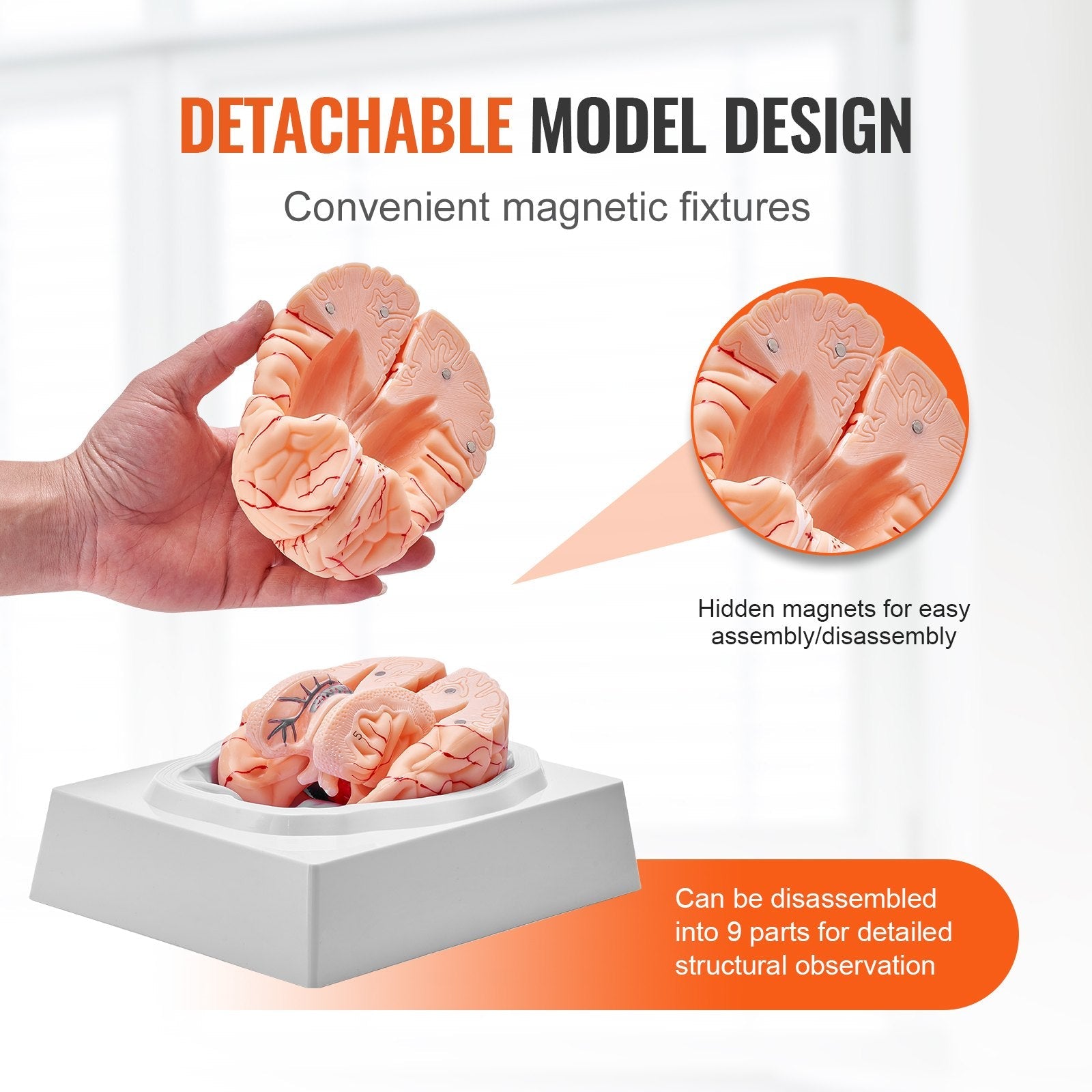 VEVOR Human Brain Model Anatomy, 1:1 Life-Size 9-Part Human Brain Anatomical Model with Labels & Display Base, Detachable Brain Model for Science Research Teaching Learning Classroom Study Display 