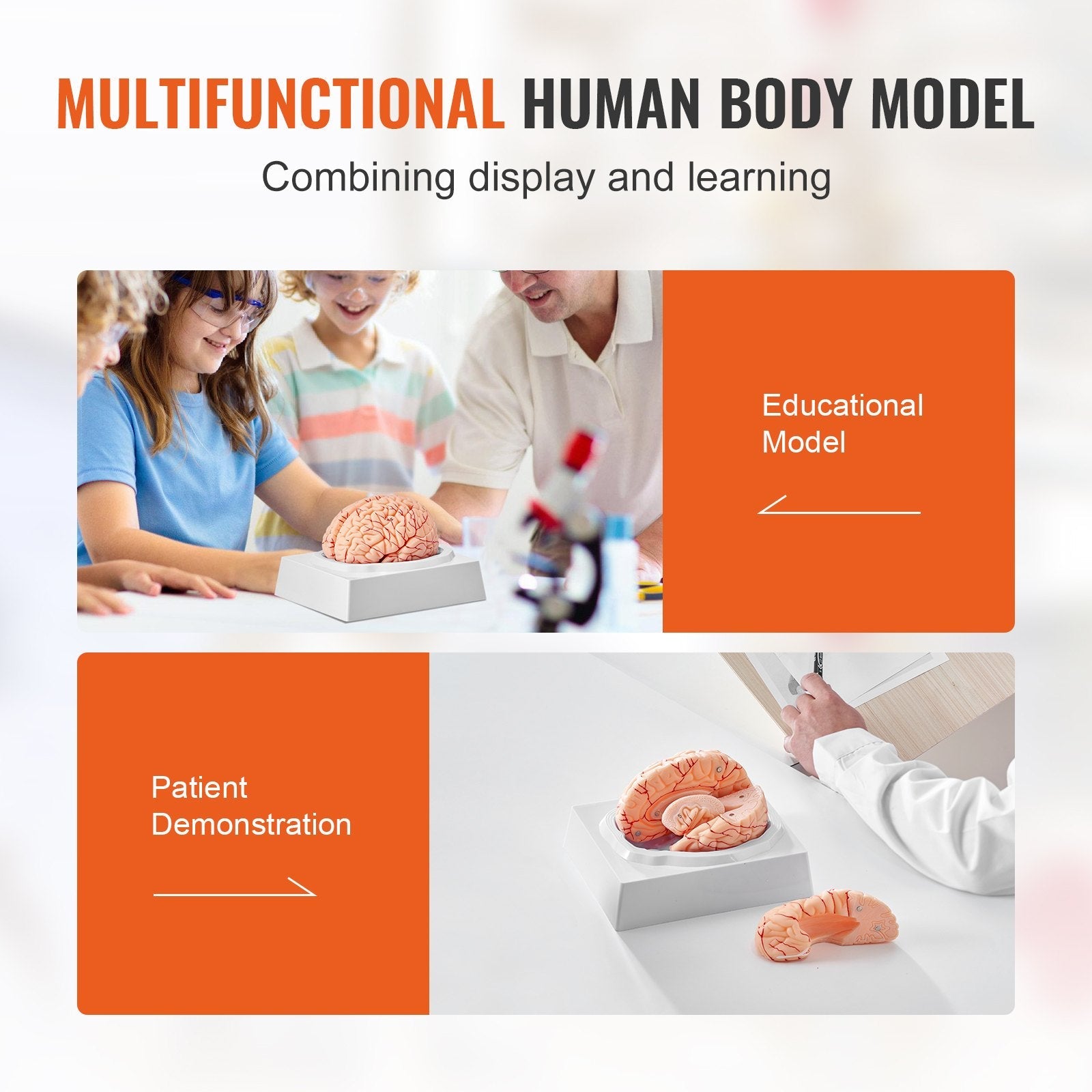 VEVOR Human Brain Model Anatomy, 1:1 Life-Size 9-Part Human Brain Anatomical Model with Labels & Display Base, Detachable Brain Model for Science Research Teaching Learning Classroom Study Display 