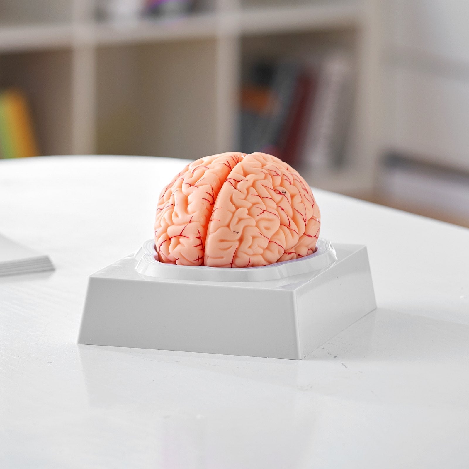 VEVOR Human Brain Model Anatomy, 1:1 Life-Size 9-Part Human Brain Anatomical Model with Labels & Display Base, Detachable Brain Model for Science Research Teaching Learning Classroom Study Display 