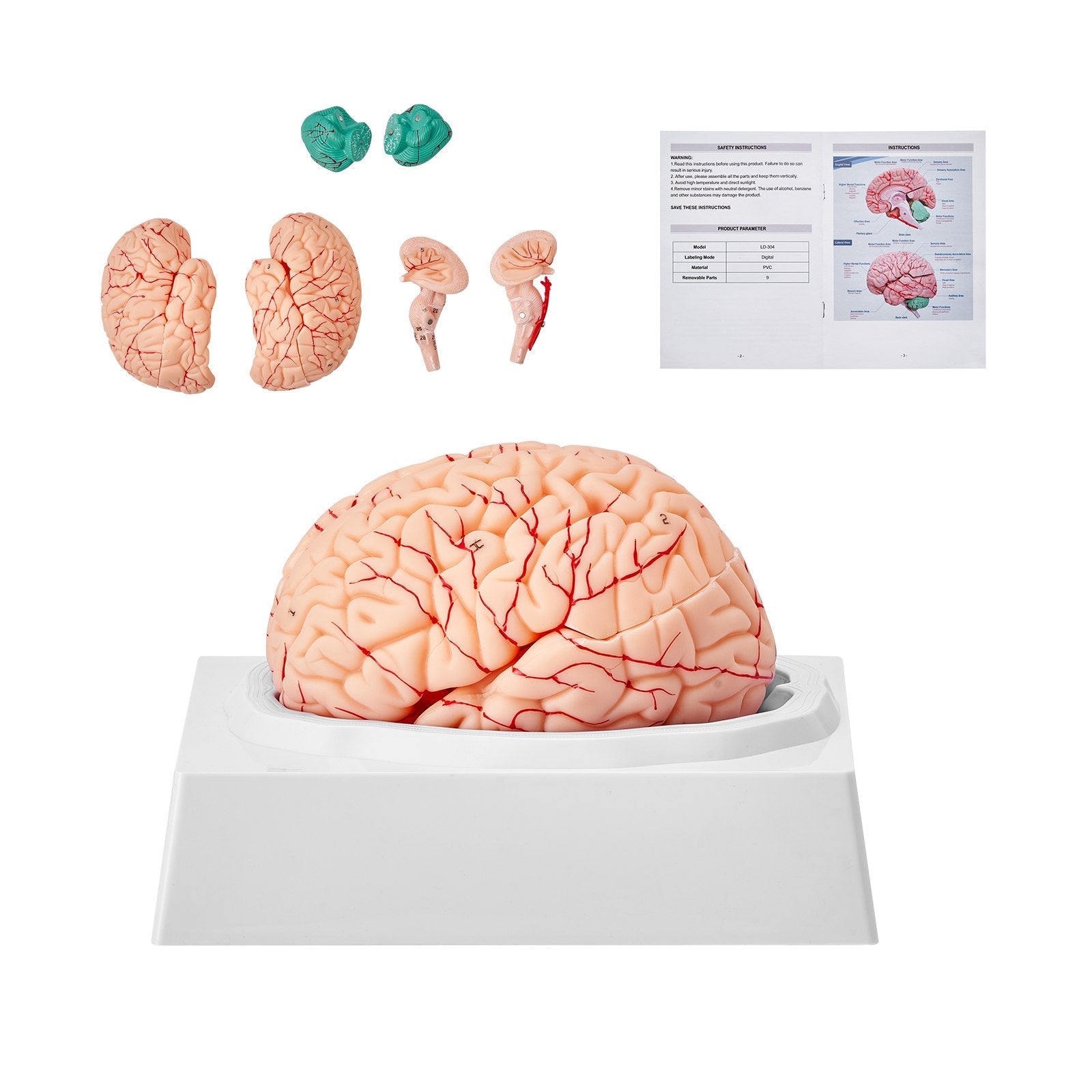VEVOR Human Brain Model Anatomy, 1:1 Life-Size 9-Part Human Brain Anatomical Model with Labels & Display Base, Detachable Brain Model for Science Research Teaching Learning Classroom Study Display 