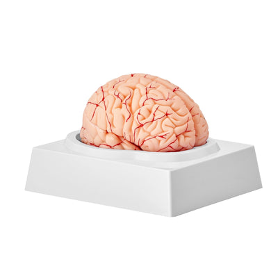 VEVOR Human Brain Model Anatomy, 1:1 Life-Size 9-Part Human Brain Anatomical Model with Labels & Display Base, Detachable Brain Model for Science Research Teaching Learning Classroom Study Display 