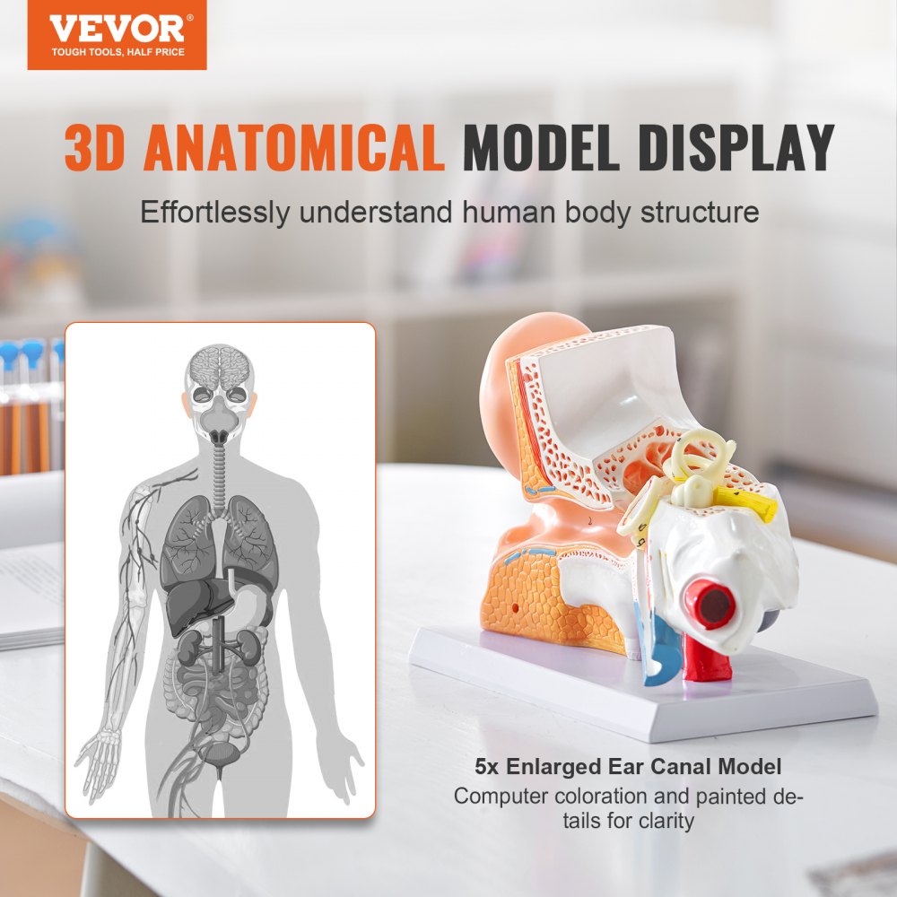 VEVOR Human Ear Anatomy Model, 3 Parts 5 Times Enlarged Human Ear Model Displaying Outer, Middle, Inner Ear with Base, Professional PVC Anatomical Ear Model for Education Physiology Study Teaching 