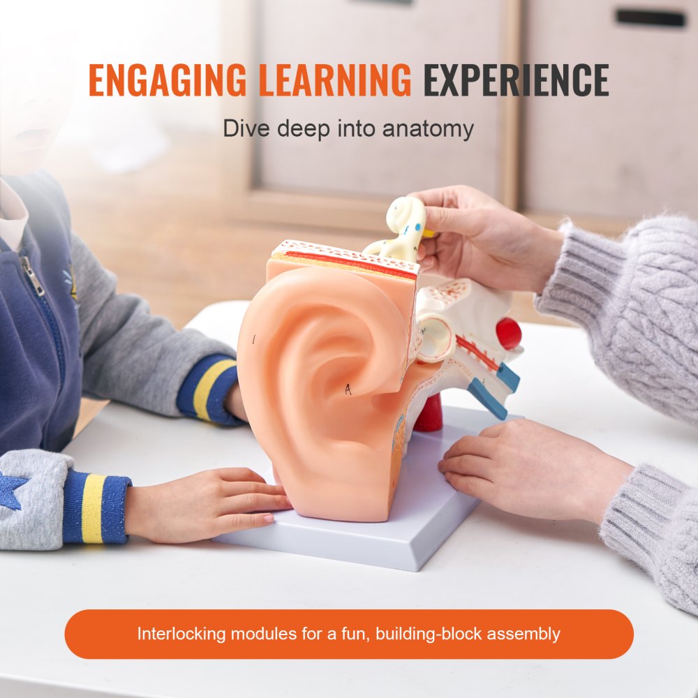 VEVOR Human Ear Anatomy Model, 3 Parts 5 Times Enlarged Human Ear Model Displaying Outer, Middle, Inner Ear with Base, Professional PVC Anatomical Ear Model for Education Physiology Study Teaching 