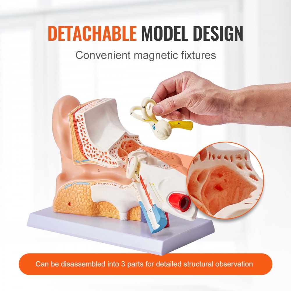 VEVOR Human Ear Anatomy Model, 3 Parts 5 Times Enlarged Human Ear Model Displaying Outer, Middle, Inner Ear with Base, Professional PVC Anatomical Ear Model for Education Physiology Study Teaching 