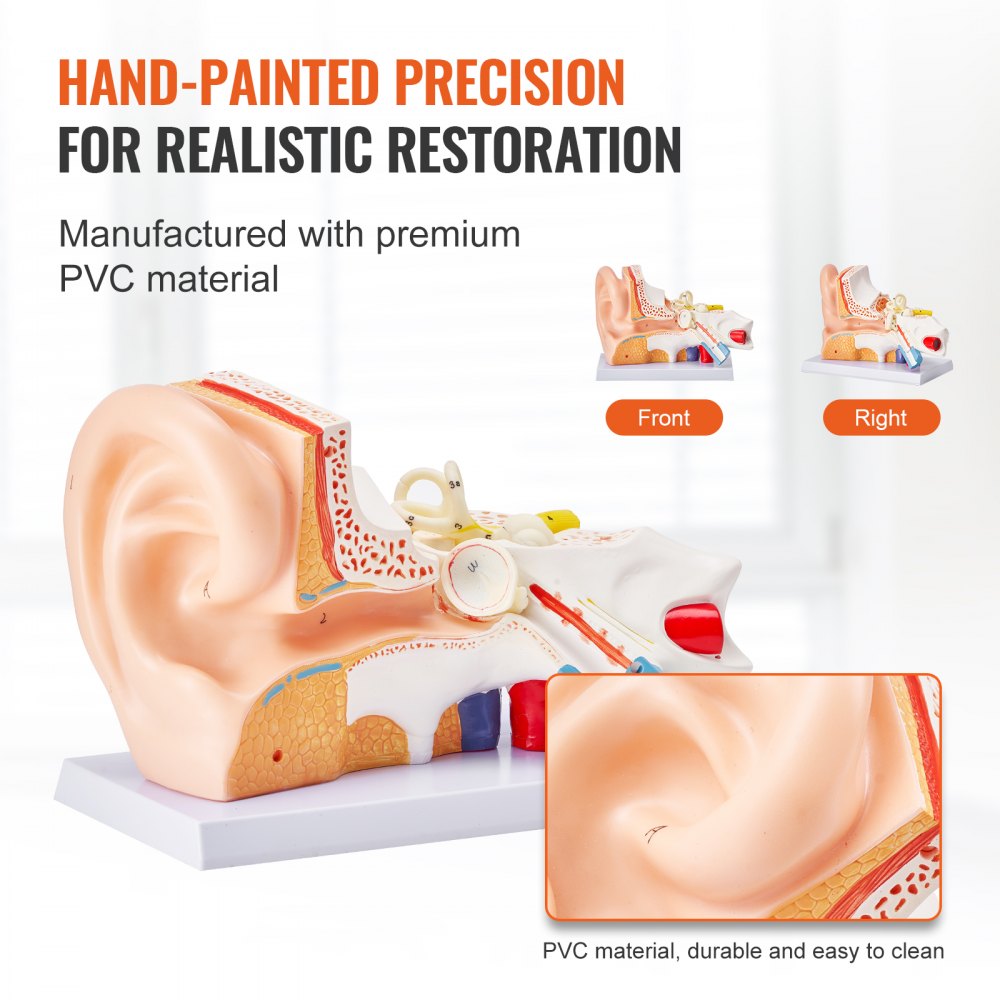 VEVOR Human Ear Anatomy Model, 3 Parts 5 Times Enlarged Human Ear Model Displaying Outer, Middle, Inner Ear with Base, Professional PVC Anatomical Ear Model for Education Physiology Study Teaching 
